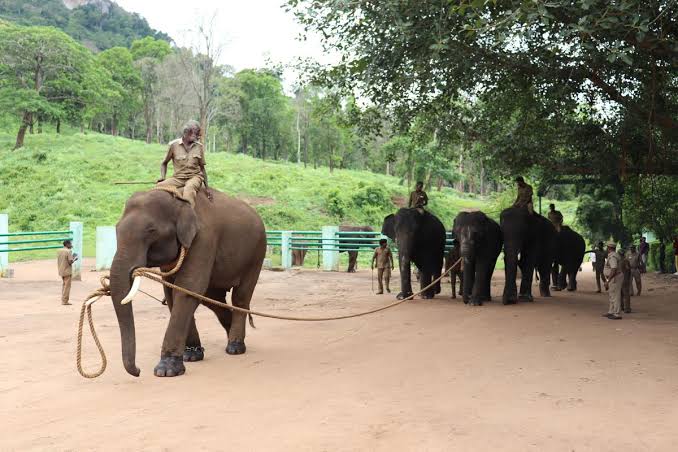 Pollachi Coconut Groves and Topslip Wildlife